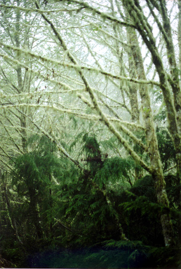 Oregon Coast 2000: Moss Covered Trees