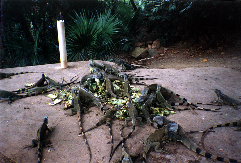 Roatan2000: Iguanas Feeding