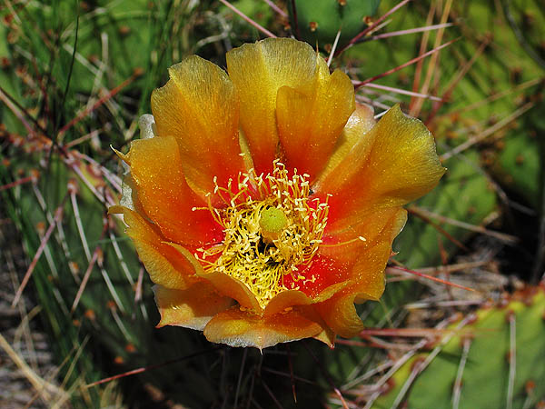 ABQ 2004: Cactus Flower