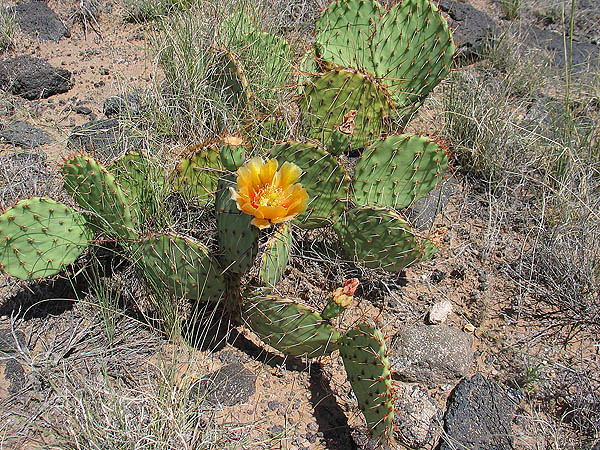 ABQ 2004: Cactus Flowering