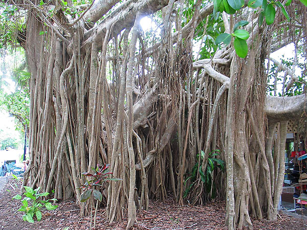 Australia 2004: Ficus