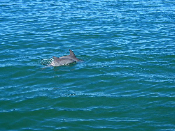 Australia 2004: Dolphin Tour