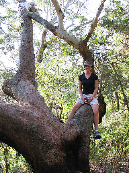 Australia 2004: Jane in Tree