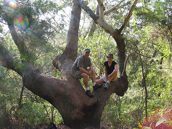 Australia 2004: Curtis and Jane in Tree