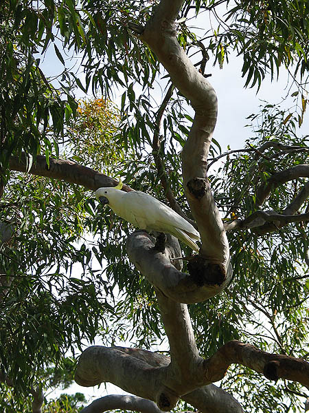 Australia 2004: Sulphur-crested Cockatoo