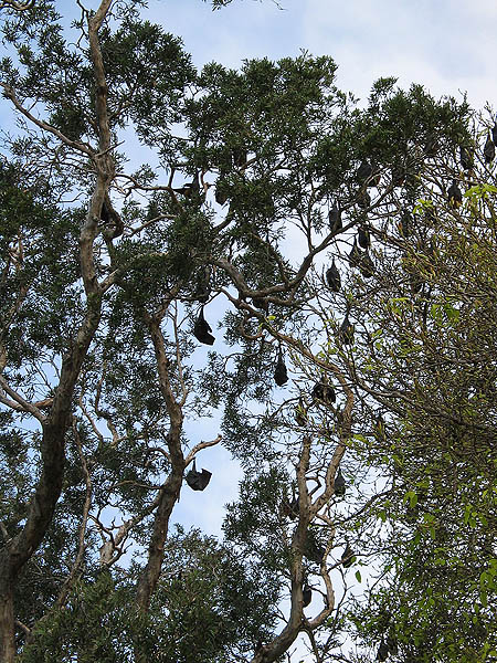Australia 2004: Botanic Flying Foxes