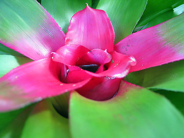 Australia 2004: Botanic Plant Close-Up