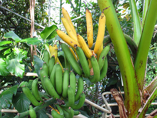Australia 2004: Botanic Bananas
