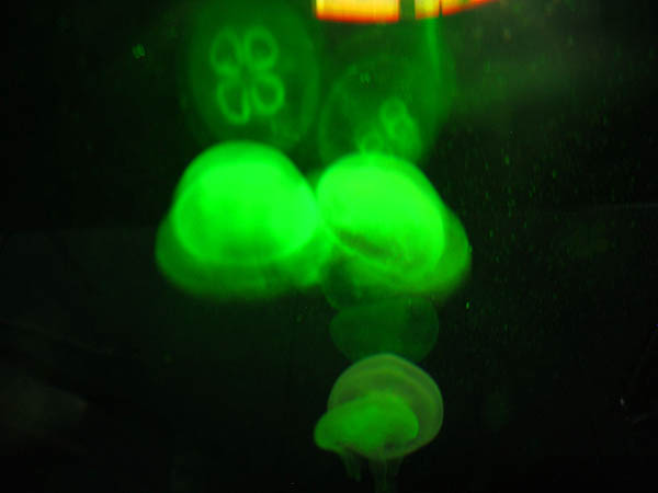 Australia 2004: Aquarium Jellyfish