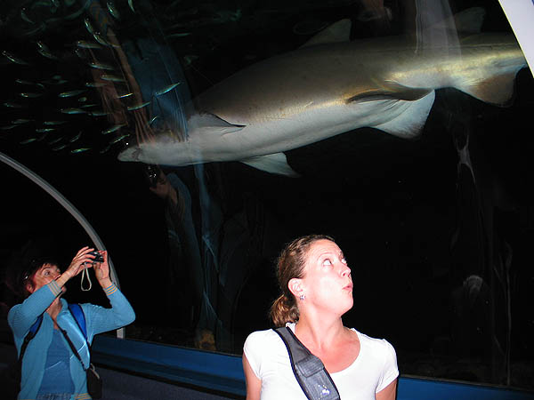 Australia 2004: Aquarium Shark and Jane
