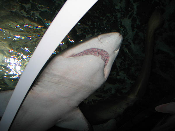 Australia 2004: Aquarium Shark
