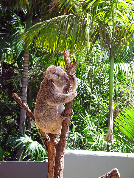 Australia 2004: Taronga Koala