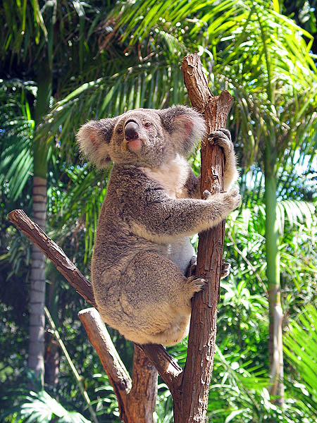 Australia 2004: Taronga Koala 02