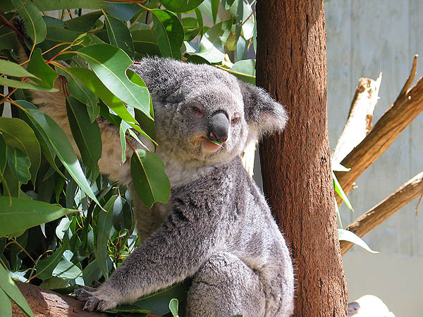 Australia 2004: Taronga Koala 03