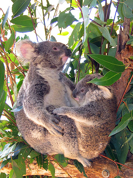 Australia 2004: Taronga Koala 04