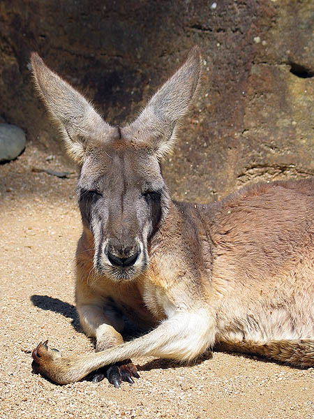 Australia 2004: Taronga Roo