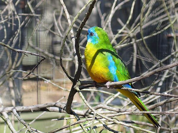 Australia 2004: Taronga Bird