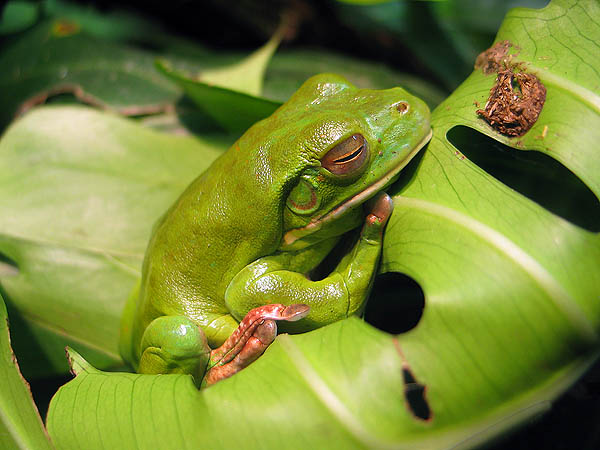 Australia 2004: Taronga Green Tree Frog
