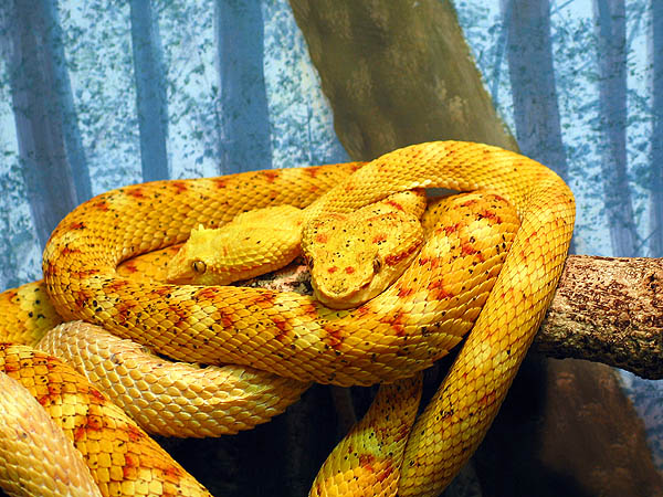 Australia 2004: Taronga Snakes