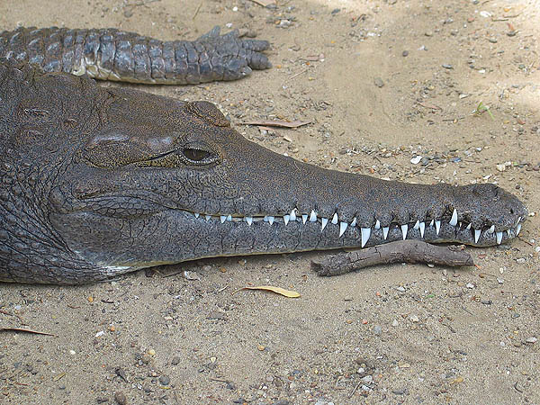 Australia 2004: Taronga Crocodile
