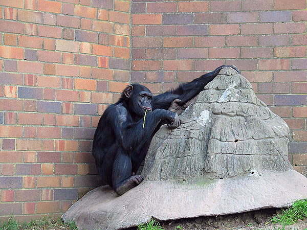 Australia 2004: Taronga Chimp Eating