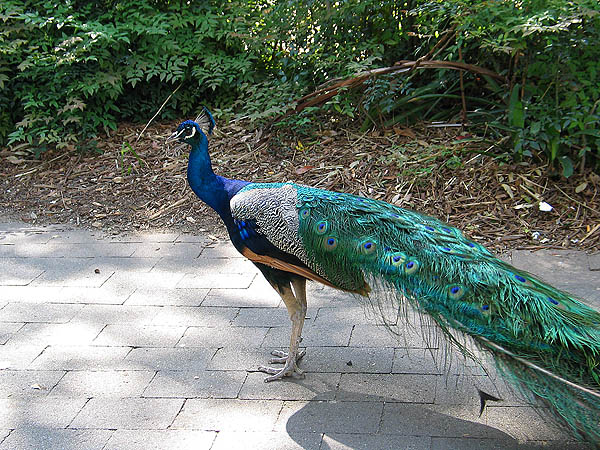 Australia 2004: Taronga Peacock