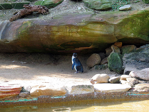 Australia 2004: Taronga Penguin