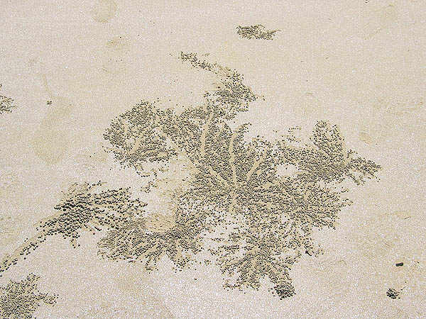 Australia 2004: Cape Tribulation Sand Crab Designs