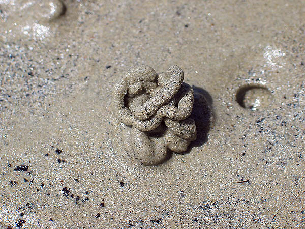 Australia 2004: Cape Tribulation Sand Worm Crap