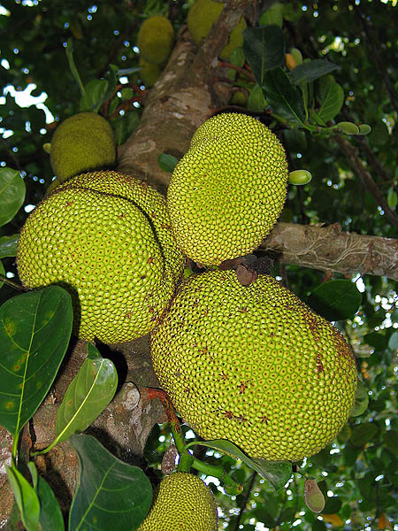 Australia 2004: Fruit Tasting Jackfruit