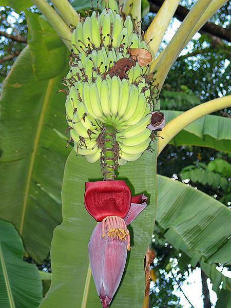 Australia 2004: Fruit Tasting Bananas