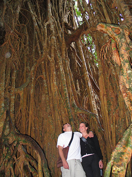 Australia 2004: Cathedral Fig Tree Curtis and Jane