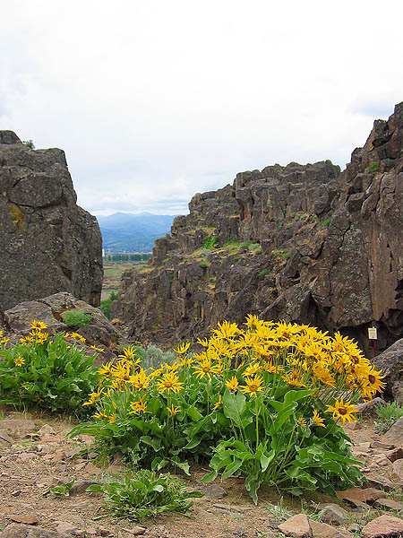 Arrowleaf Balsam Root and Horsethief Butte
