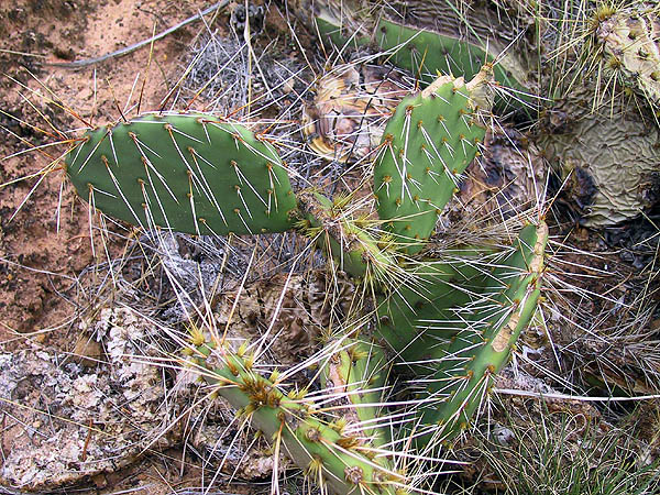 Canyoneering 2002: 12: Cactus