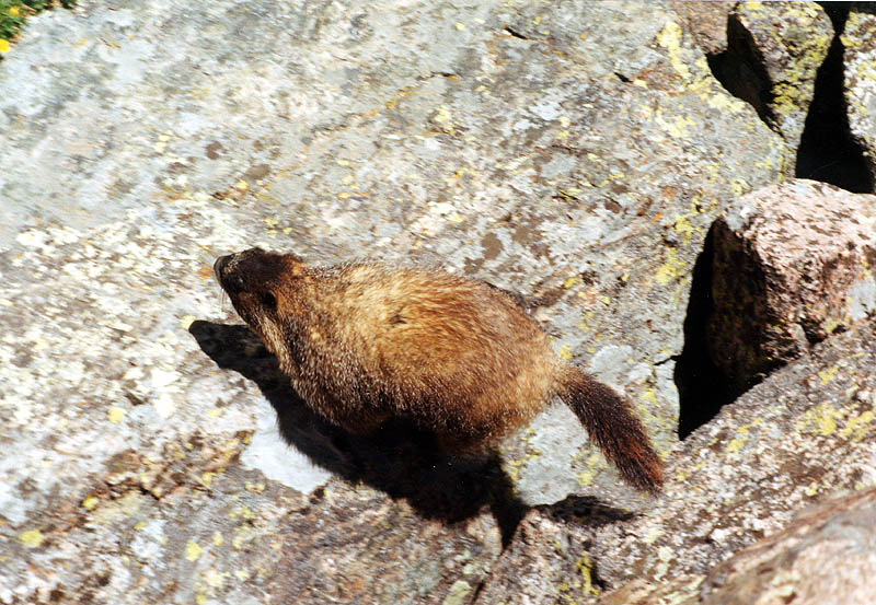 Chasm Lake 2000: Marmot