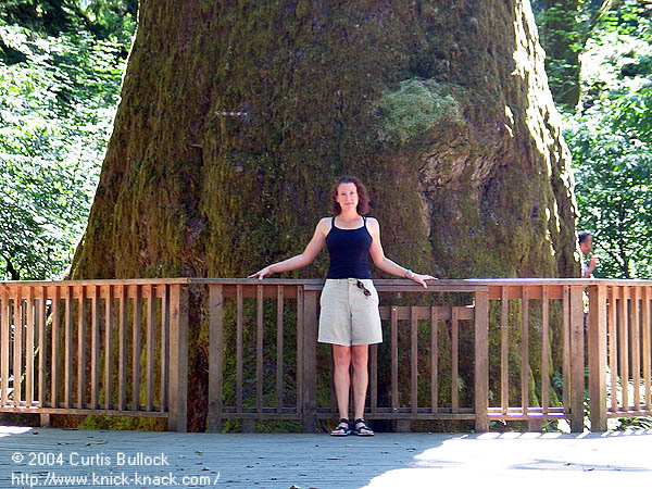 Ecola State Park 2004: Largest Sitka Spruce