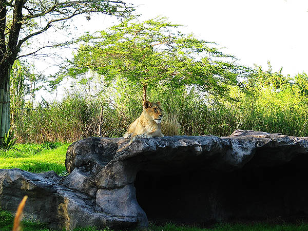 Florida 2004: Lioness