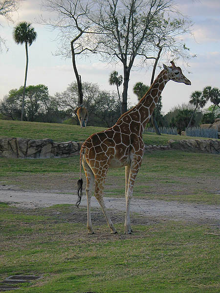 Florida 2004: Giraffe