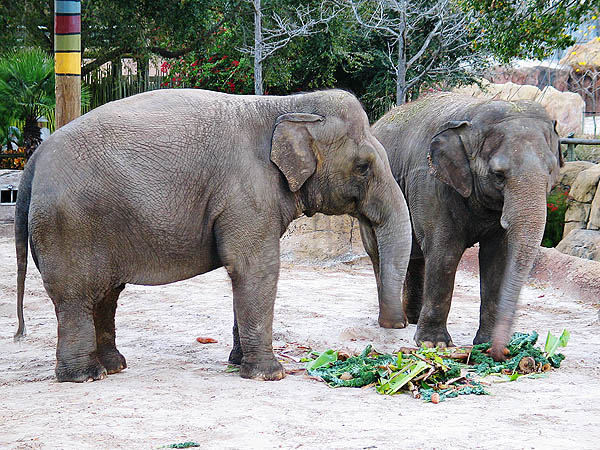 Florida 2004: Elephants