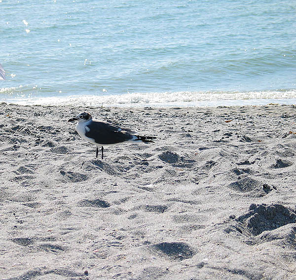 Florida 2004: Seagull