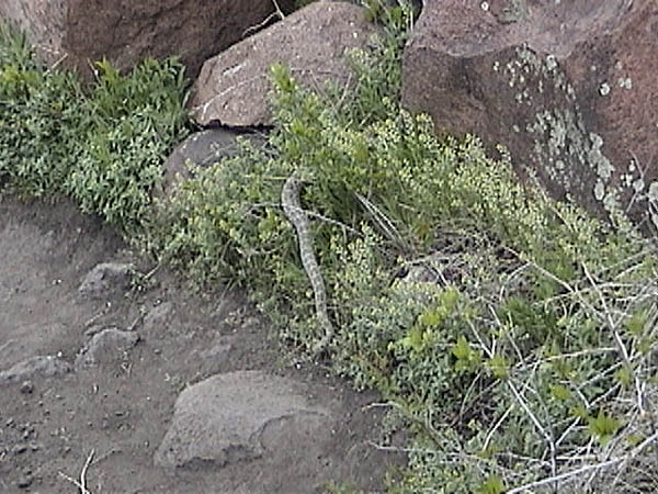 Golden Cliffs April 2001: Rattlesnake