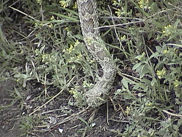 Golden Cliffs April 2001: Rattlesnake Head