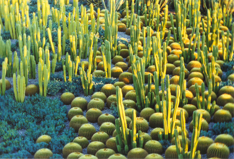 Getty 2000: Cactus Garden at Sunset