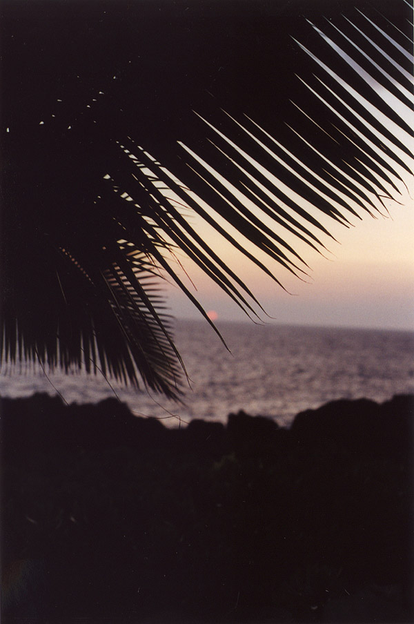 Hawaii: Palm Tree at Sunset