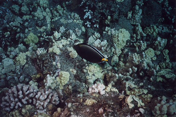 Hawaii: SCUBA Orangespine Unicornfish