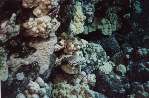Hawaii: SCUBA Ornate Butterflyfish