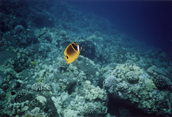 Hawaii: SCUBA Racoon Butterflyfish Again