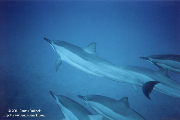 Hawaii: SCUBA Spinner Dolphins