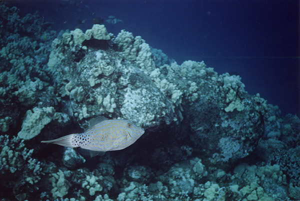 Hawaii: SCUBA Unknown Fish