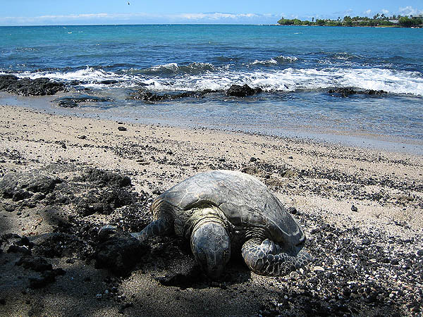 Hawaii 2006: Beached Sea Turtle